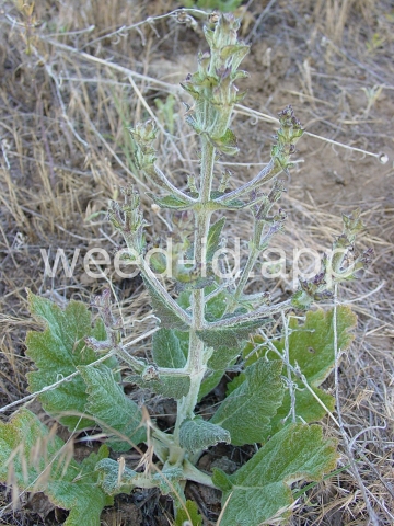 sage, Mediterranean